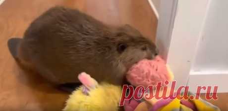 Когда инженерия у тебя в крови