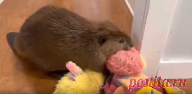 Когда инженерия у тебя в крови