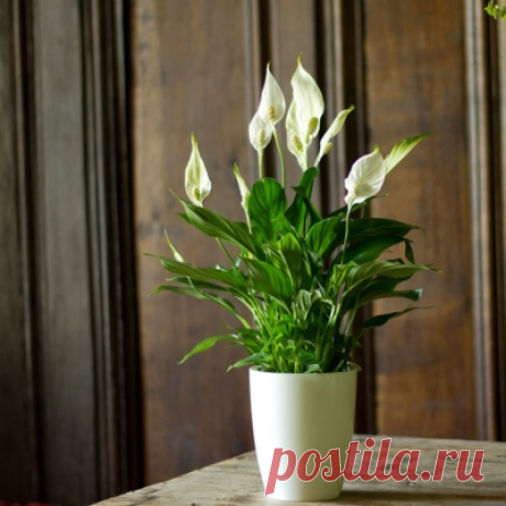 Уход за спатифиллумом