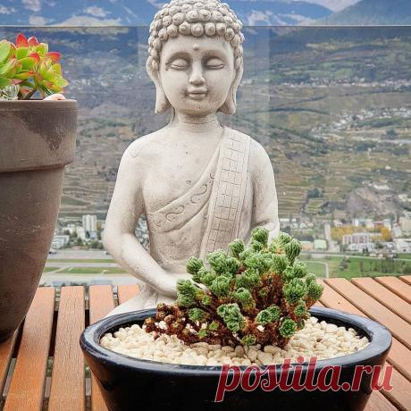 Суккуленты помогут вам бороться со стрессом и беспокойством | Кактусач | Яндекс Дзен