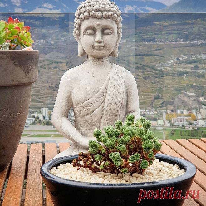 Суккуленты помогут вам бороться со стрессом и беспокойством | Кактусач | Яндекс Дзен