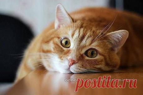 - По шторам - не лазь... Когти об диван - не точи... Жри - что дают... Хорошо хоть рыбок в аквариуме, не пересчитывают...