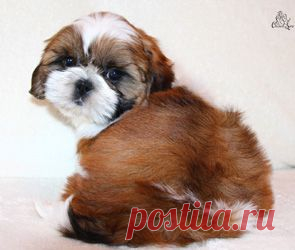 Щенки ши-тцу - Купить щенка ши-тцу Москва - Питомник ши-тцу Москва - щенки ши-тцу