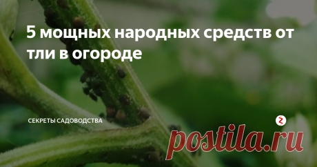 5 мощных народных средств от тли в огороде Тля в огороде — беда каждого садовода. Но её легко вывести! Это распространённый вредитель, так и норовящий "покушать" культурными растениями. Насекомые высасывают из растения питательные соки, что вызывает замедление роста посадок, отсутствие цветения и завязей плодов. Главная опасность вредителя — стремительное размножение и распространение.
Досад