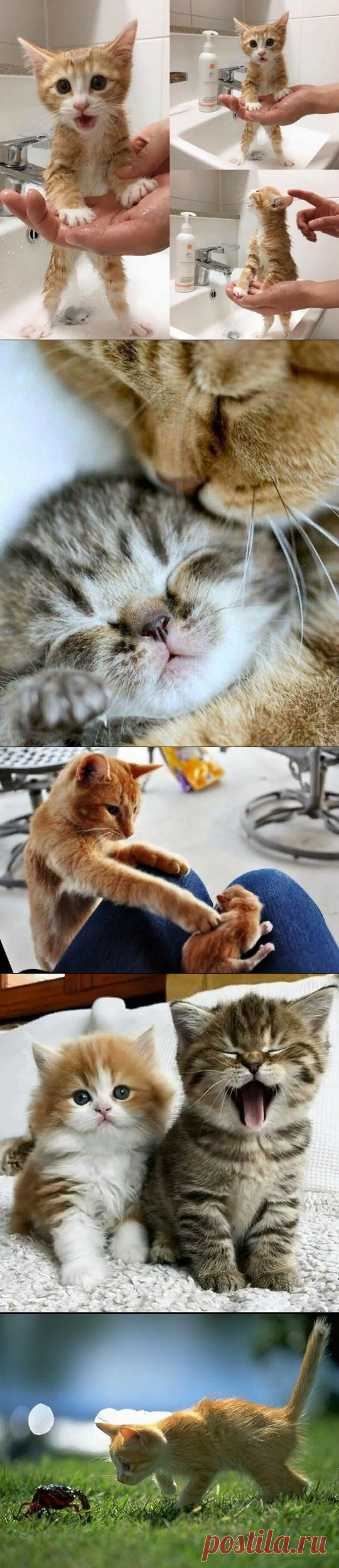 Букет котят