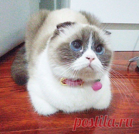 Котизм