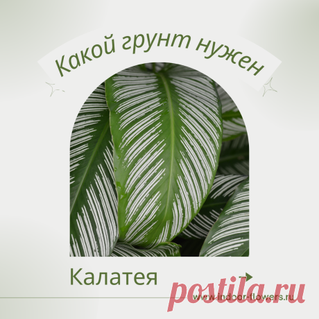 Калатея. Какой грунт нужен? Интересуетесь Калатея. Какой грунт нужен? ? Узнайте о разнообразных представителях этого вида, их уникальных особенностях и преимуществах. Получите полезные советы по уходу за Калатея. Какой грунт нужен? в домашних условиях, включая требования к освещению, поливу, температуре и влажности.