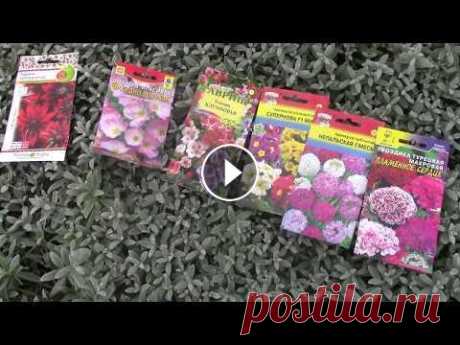 Многолетние Цветы -   разводим Семенами.. Сеем  многолетники  в июле . Разводим многолетники семенами. Какие многолетники сажают семенами - тема, интересная для многих. Июльский посев цветов многолетников и двулетников, к...