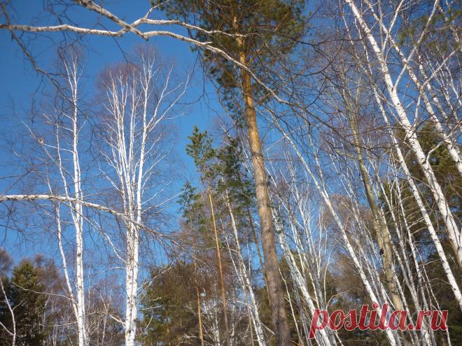 Берёзы
