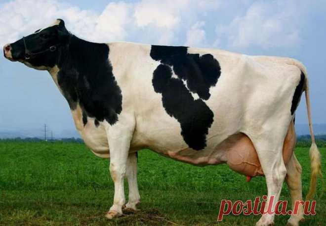 Породы коров: холмогорская, ярославская, разновидности быков в России, красно-белая