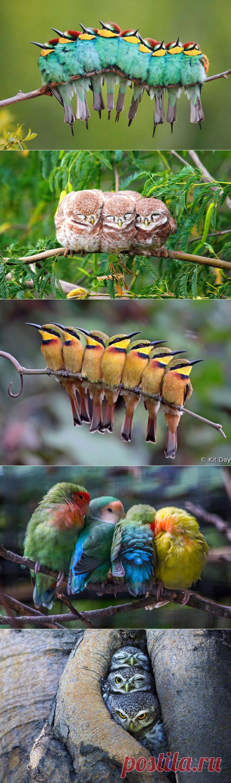 Невероятно позитивные фото с обнимающимися птицами))) Улыбка до ушей))