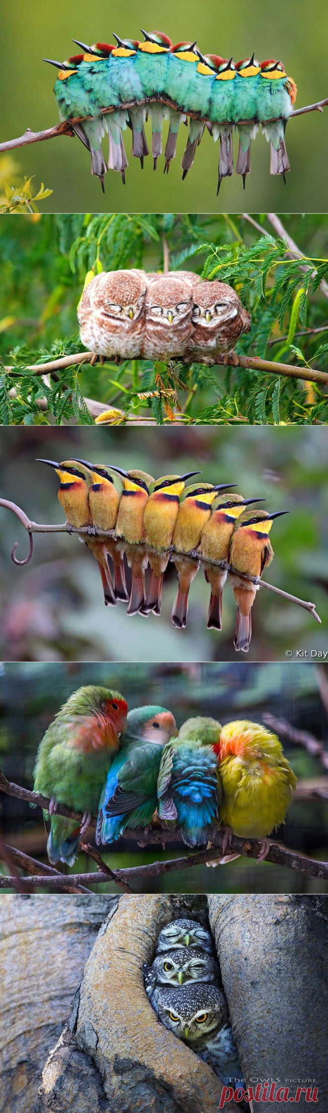 Невероятно позитивные фото с обнимающимися птицами))) Улыбка до ушей))