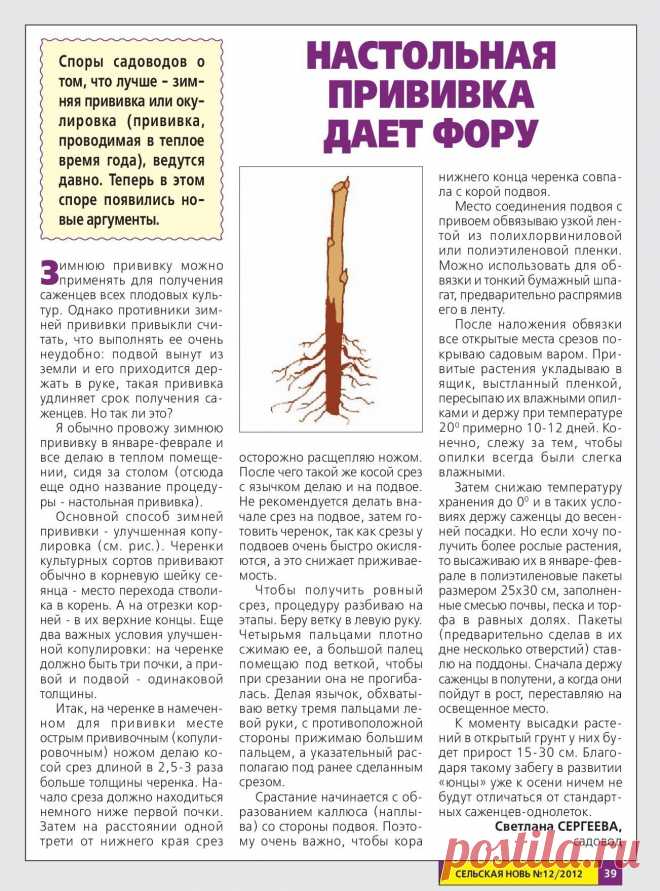 Зимняя настольная прививка дает фору