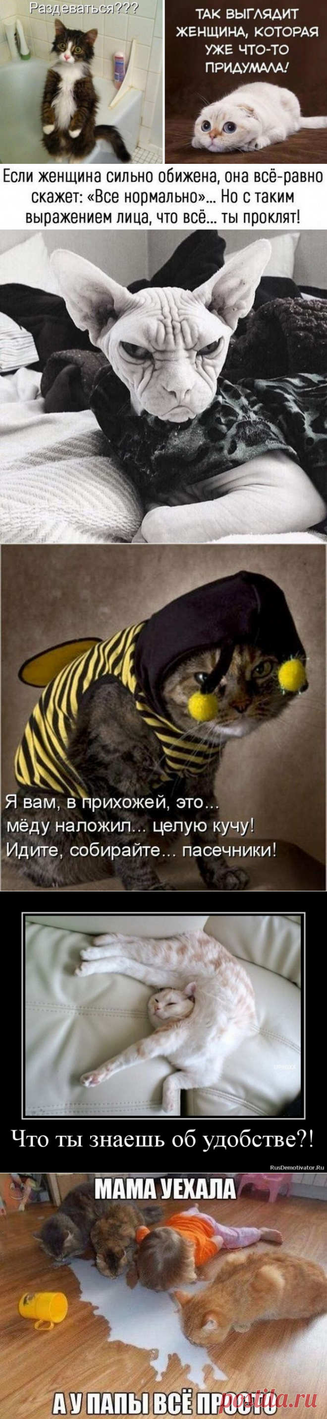 Подборка веселых демотиваторов с котами — Be-smart