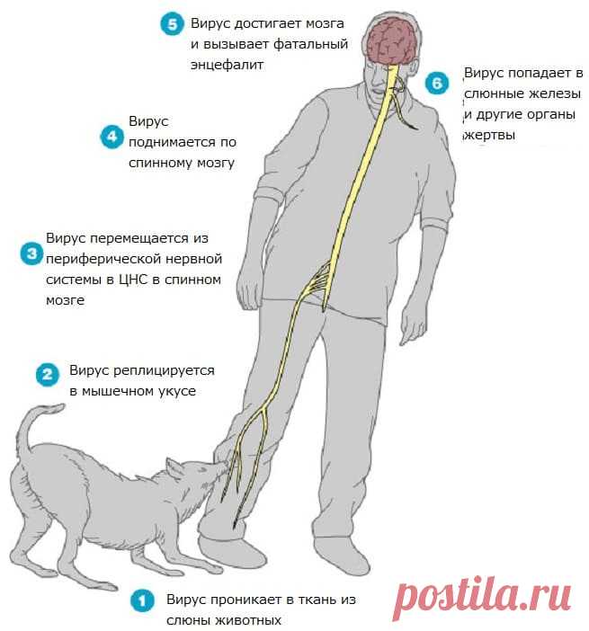 Если укусила домашняя собака до крови что делать