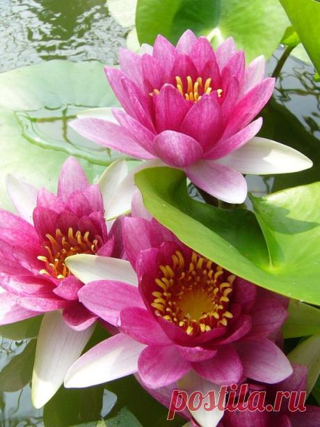 (2) Pinterest