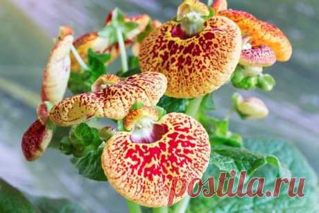 7 растений, которые удивят ваших гостей