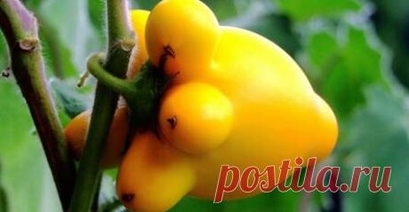 Это важно! Важные проблемы женского организма, которые влияют на вашу жизнь!