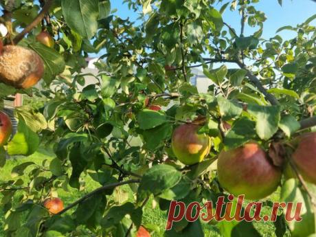 Как защитить яблони от плодожорки без химии: августовский лайфхак с ловушками. Август знаменует вторую волну яблонной плодожорки, угрожающей поздним сортам.