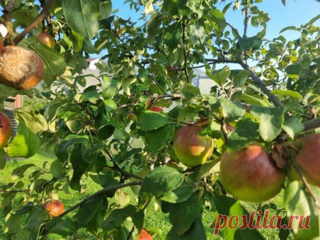 Как защитить яблони от плодожорки без химии: августовский лайфхак с ловушками. Август знаменует вторую волну яблонной плодожорки, угрожающей поздним сортам.