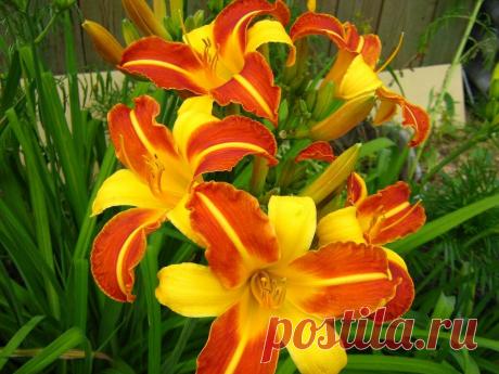 Морозостойкие многолетники: 7 цветов, без труда переживут морозную зиму