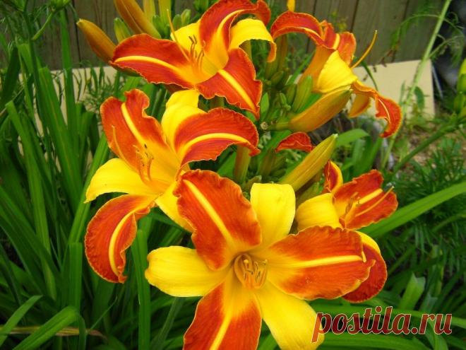 Морозостойкие многолетники: 7 цветов, без труда переживут морозную зиму