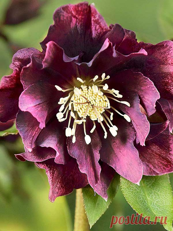 Хелеборус Double Ellen Purple