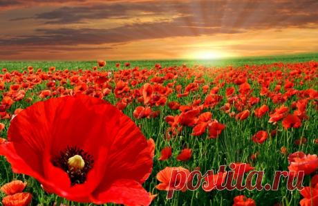 Насколько независимо вы мыслите?