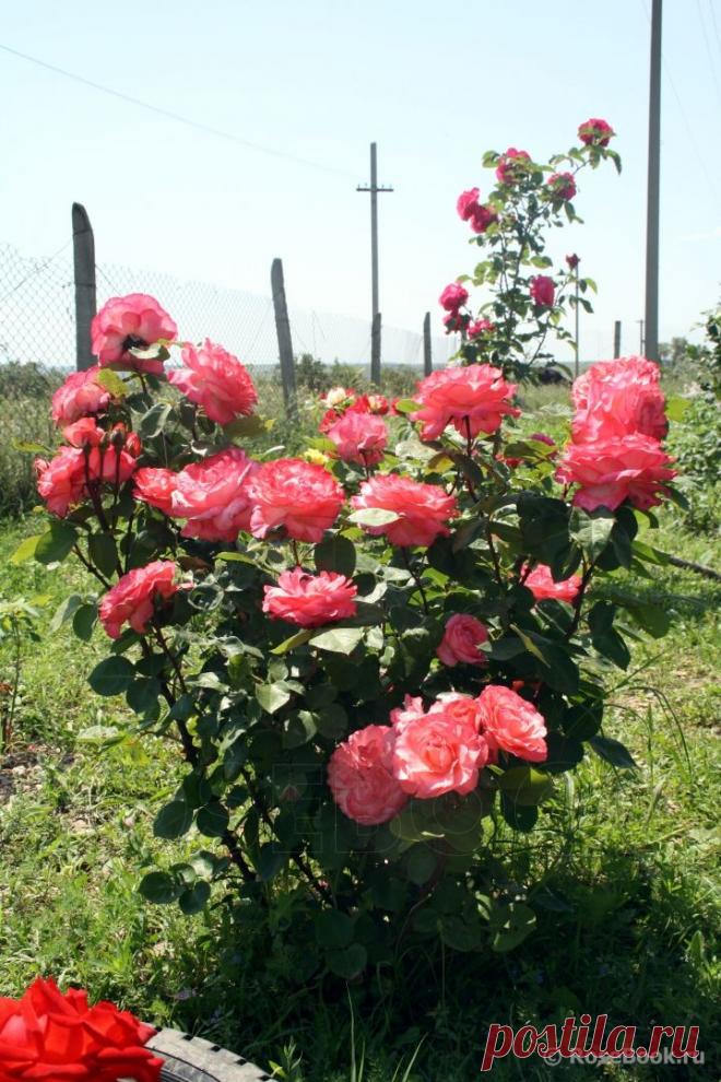 Галерея - Aachener Dom (MEIcapinal, Pink Panther, Panthere Rose) :: Энциклопедия роз