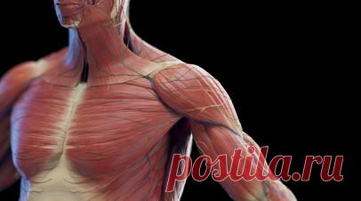 Тренер Гуфранова: из-за резкого ограничения калорий происходит потеря мышечной массы. Тренер Ксения Гуфранова рассказала, что из-за резкого ограничения калорий может произойти потеря мышечной массы. Читать далее