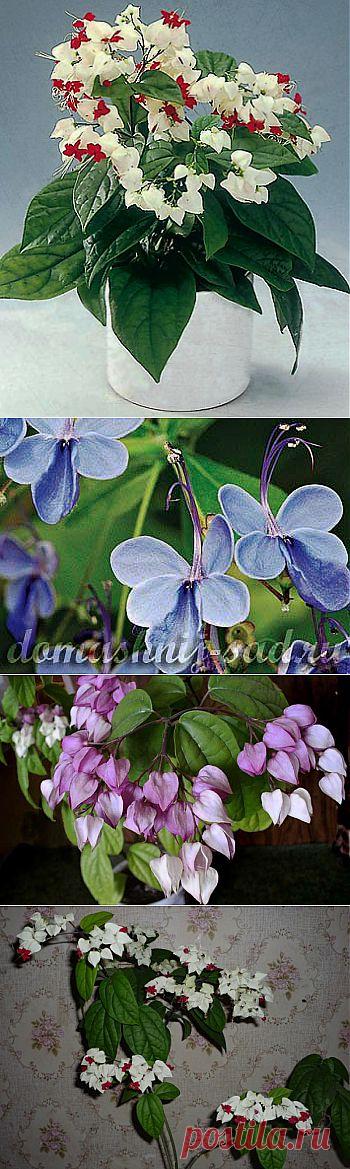 Комнатное растение клеродендрум - "дерево судьбы" | Наш уютный дом