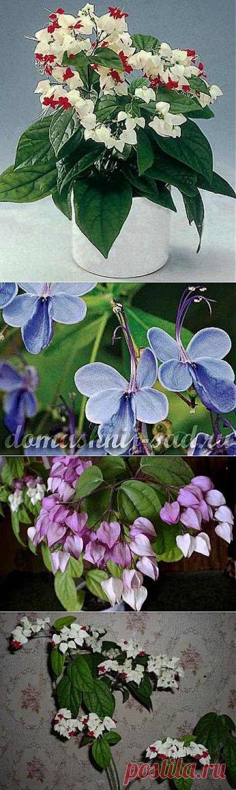 Комнатное растение клеродендрум - &quot;дерево судьбы&quot; | Наш уютный дом