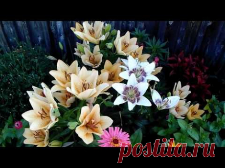 Мой цветущий дворик в июле 2017🌸 🌹 🌺 Красавица Лилия Петуния Бальзамин Флоксы однолетние