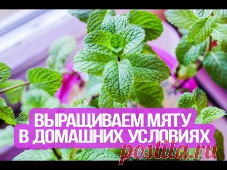 Вырастить мяту на подоконнике? Нет ничего проще! |
