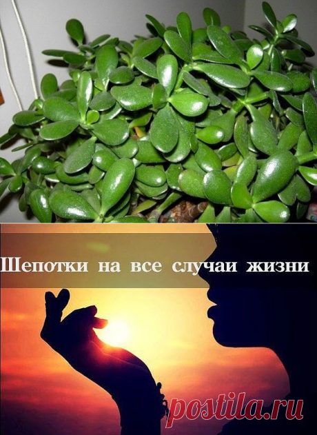 (3) Одноклассники