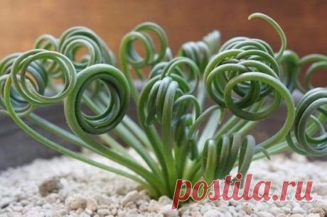 Альбука спиралис