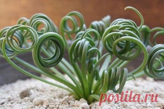 Альбука спиралис