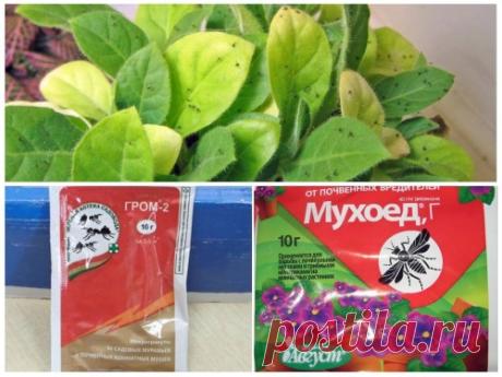 Как избавиться от мошек в цветах: популярные и эффективные методы