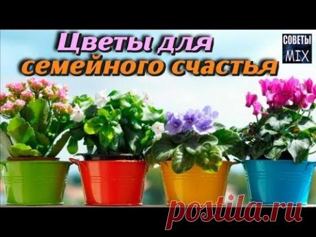 10 растений, которые должны быть у Вас дома Комнатные цветы для любви и счастья - YouTube