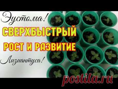 ЭУСТОМА! СВЕРХБЫСТРЫЙ РОСТ И РАЗВИТИЕ ЛИЗИАНТУСА. Этап 5