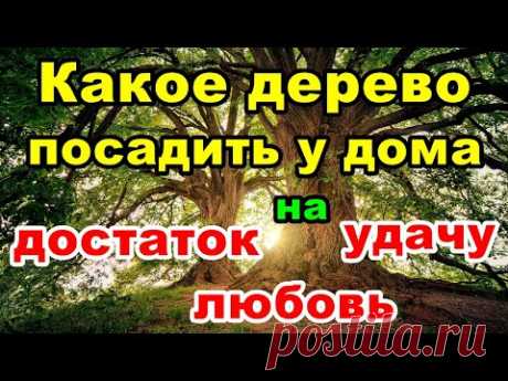 🌳Какое дерево посадить у дома, чтобы в семье был достаток, удача и любовь | Народные приметы