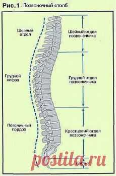 УПРАЖНЕНИЯ ДЛЯ УКРЕПЛЕНИЯ ПОЗВОНОЧНИКА.