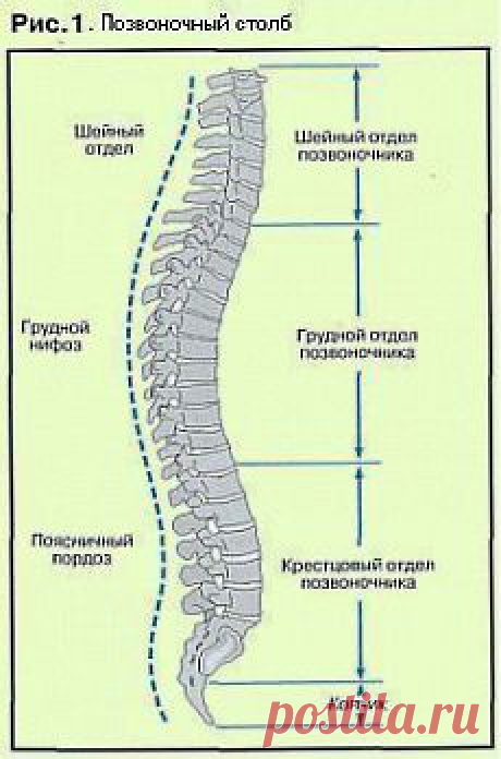 УПРАЖНЕНИЯ ДЛЯ УКРЕПЛЕНИЯ ПОЗВОНОЧНИКА.