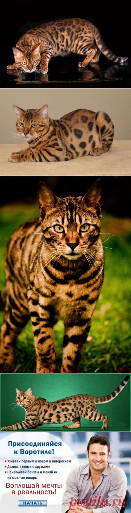 Бенгальские кошки, потомки Египетской Мау — Воротила