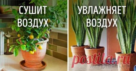 10 растений для идеального микроклимата в доме