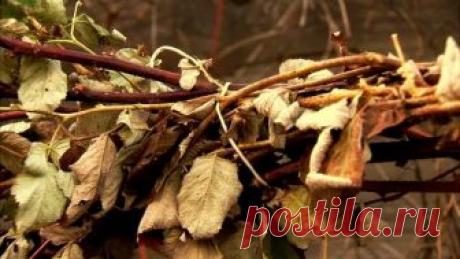 Чтобы малина зимы не боялась: мероприятия по подготовке к холодам Все многолетние растения нуждаются в том, чтобы их готовили к зиме — ряд агротехнических несложных мероприятий поможет кустарникам-ягодникам пережить холодное время года и накопить силы для весеннего ...