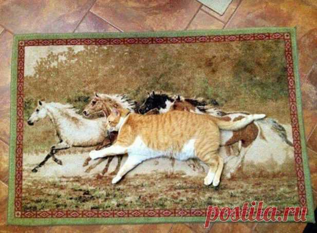 Животные, которые рассмешат вас