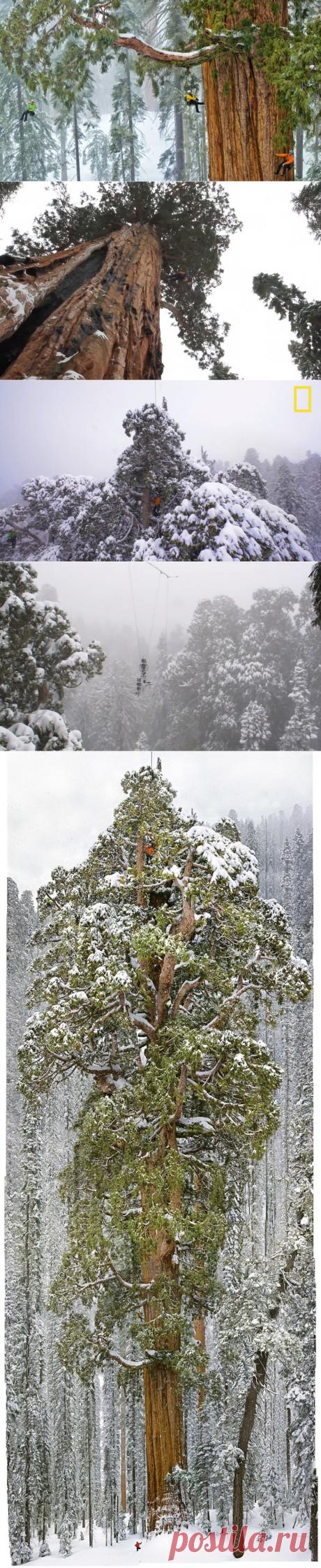 Самое гигантское дерево в мире впервые удалось вместить полностью на одной фотографии