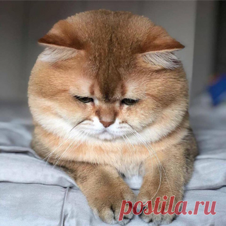 Одежда для кошек своими руками - Журнал полезных советов