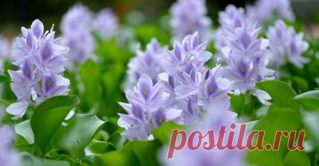 Как сохранить водяной гиацинт зимой?